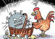 h7n9禽流感怎么預(yù)防？預(yù)防h7n9禽流感知識(shí)