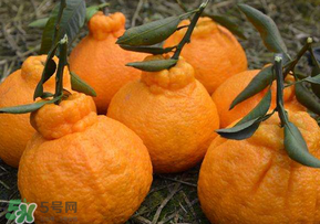 丑橘少錢一斤？丑橘一斤幾個(gè)？