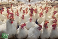 h7n9禽流感可以治愈嗎？禽流感能治好嗎？