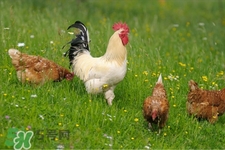 h7n9禽流感可以治愈嗎？禽流感能治好嗎？