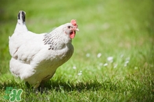 h7n9禽流感可以治愈嗎？禽流感能治好嗎？