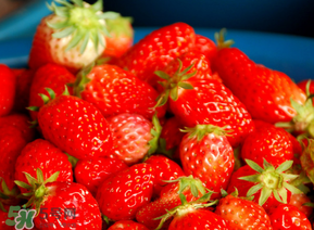 新鮮草莓可以放冰箱嗎？新鮮草莓能在冰箱里放幾天？