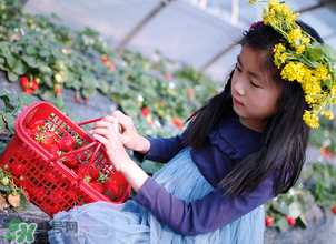 三亞哪里可以摘草莓？三亞摘草莓在哪里？
