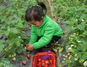 三亞哪里可以摘草莓？三亞摘草莓在哪里？