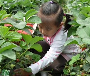 三亞哪里可以摘草莓？三亞摘草莓在哪里？