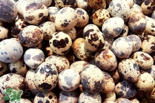 禽流感可以吃鵪鶉蛋嗎？禽流感期間能吃鵪鶉蛋嗎？