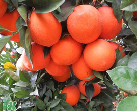 給寶寶吃臍橙好還是血橙好？臍橙好吃還是血橙好吃？