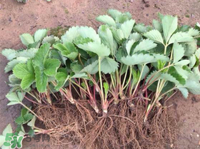 草莓苗幾月份種植？幾月份可以種草莓？