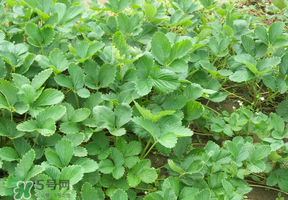 草莓苗幾月份種植？幾月份可以種草莓？