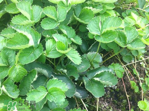 草莓苗幾月份種植？幾月份可以種草莓？