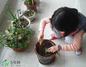 春天家里適合種什么花？春天適合種植什么花？