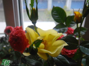 春天家里適合種什么花？春天適合種植什么花？