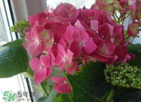 春天家里適合種什么花？春天適合種植什么花？