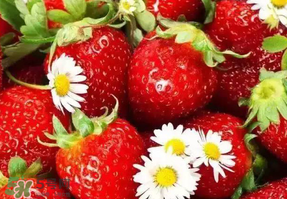 九九草莓多少錢一斤？99草莓價格是多少？