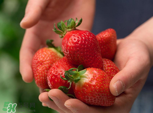 九九草莓好嗎？九九草莓和牛奶草莓區(qū)別 