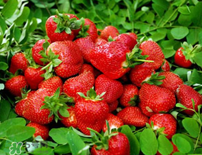 章姬和紅顏哪個(gè)好吃？章姬草莓和紅顏草莓的區(qū)別