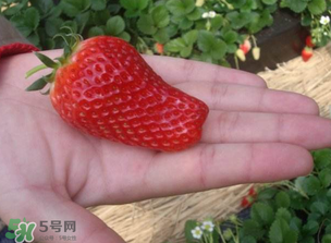 怎么辨別有機(jī)草莓？有機(jī)草莓和普通草莓的區(qū)別 