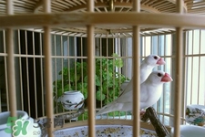 禽流感可以養(yǎng)鳥嗎？禽流感期間能養(yǎng)鳥嗎？