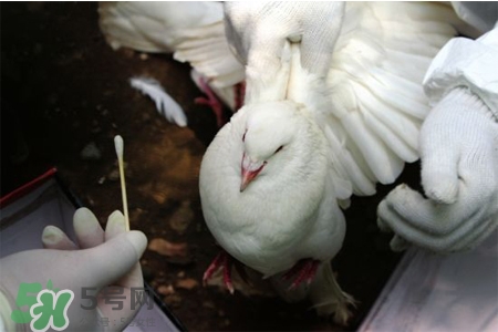 禽流感可以養(yǎng)鴿子嗎？禽流感期間能養(yǎng)鴿子嗎？