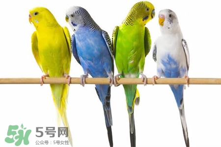 禽流感可以養(yǎng)鸚鵡嗎？禽流感期間能養(yǎng)鸚鵡嗎？