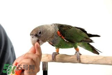 禽流感可以養(yǎng)鸚鵡嗎？禽流感期間能養(yǎng)鸚鵡嗎？