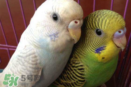 禽流感可以養(yǎng)鸚鵡嗎？禽流感期間能養(yǎng)鸚鵡嗎？