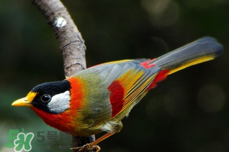 禽流感可以養(yǎng)鸚鵡嗎？禽流感期間能養(yǎng)鸚鵡嗎？