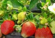 草莓一畝能收多少斤？一畝草莓能產(chǎn)多少斤？