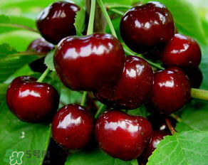 美早和大紅燈哪個(gè)好吃？美早和大紅燈的區(qū)別