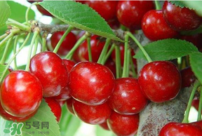 美早和黑珍珠哪個(gè)好吃？美早和黑珍珠的區(qū)別