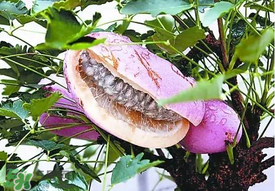 八月瓜多少錢一斤？野香蕉多少錢一斤？