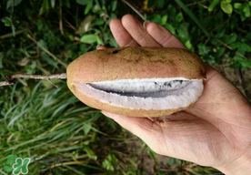 八月瓜多少錢一斤？野香蕉多少錢一斤？