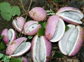 八月瓜多少錢一斤？野香蕉多少錢一斤？