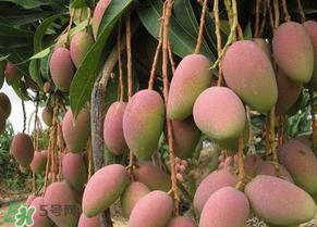 青芒果切開沒熟怎么辦？芒果沒熟切開了怎么辦？