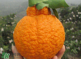 丑橘怎么挑？如何挑選正宗丑橘？