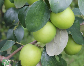 青棗與牛奶棗是轉(zhuǎn)基因水果嗎？青棗和牛奶棗的區(qū)別