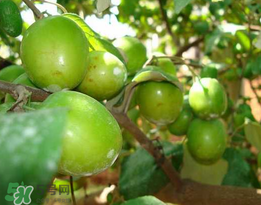 青棗是熱性還是涼性？青棗是涼性的嗎？