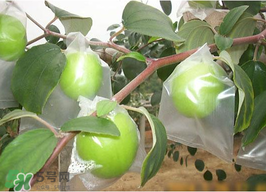 青棗是熱性還是涼性？青棗是涼性的嗎？