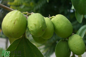 青棗怎么保存？青棗怎么保鮮？