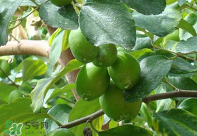 女人吃青棗好嗎？女人吃青棗的好處