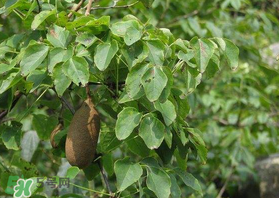 野香蕉可以吃嗎？野香蕉怎么吃？