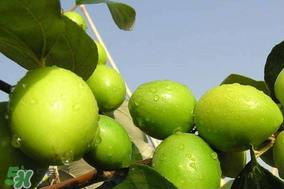 青棗是哪里產(chǎn)的？青棗產(chǎn)地在什么地方？