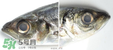 怎么自制死魚眼眼鏡？死魚眼眼鏡哪里買？