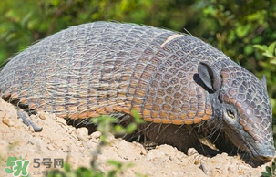 穿山甲好吃嗎？穿山甲怎么做好吃？