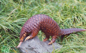 穿山甲好吃嗎？穿山甲怎么做好吃？