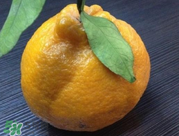 丑八怪是什么水果？丑八怪什么時(shí)候上市？