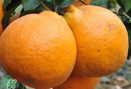 丑八怪是什么水果？丑八怪什么時(shí)候上市？