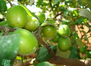 青棗吃多了會拉肚子嗎？吃青棗為什么會拉肚子？