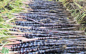 甘蔗要洗嗎？吃甘蔗時要用鹽水洗嗎？