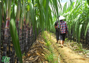 甘蔗發(fā)黑能吃嗎？甘蔗發(fā)黑是怎么回事？